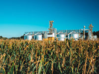 grains, rural businesses, bush