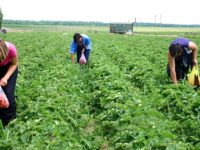 Shepparton farms checked over possible underpayments