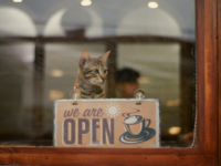 Cat and open sign in shop window.